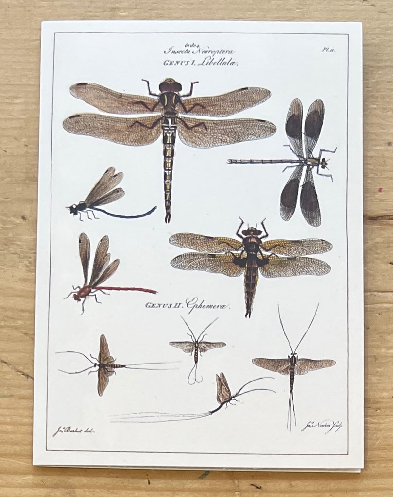 Dragonflies