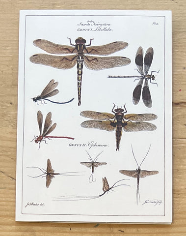Dragonflies