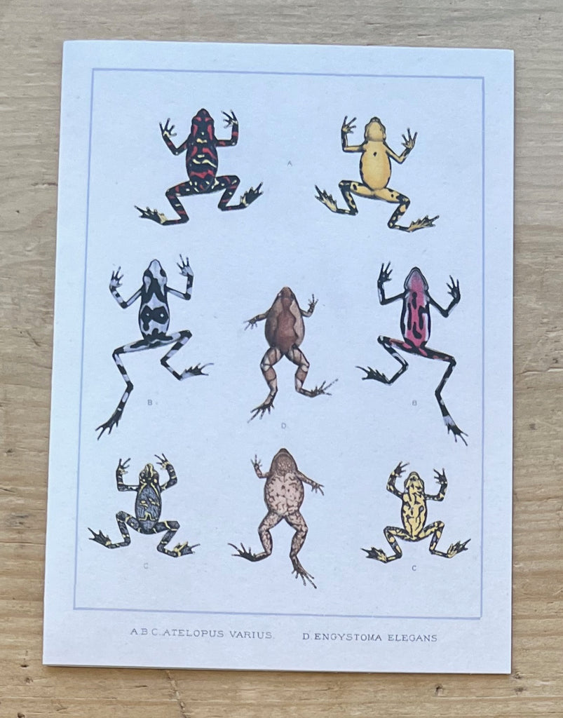 Frogs & Toads