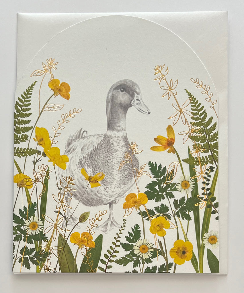 Duck