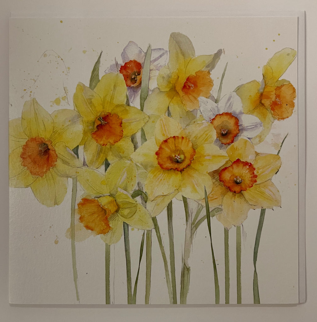 Narcissi