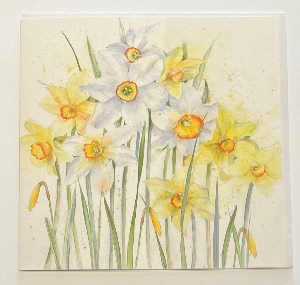 Narcissi