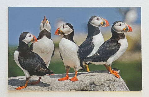 Atlantic Puffins