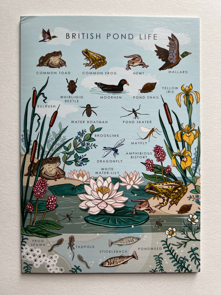 British Pond Life