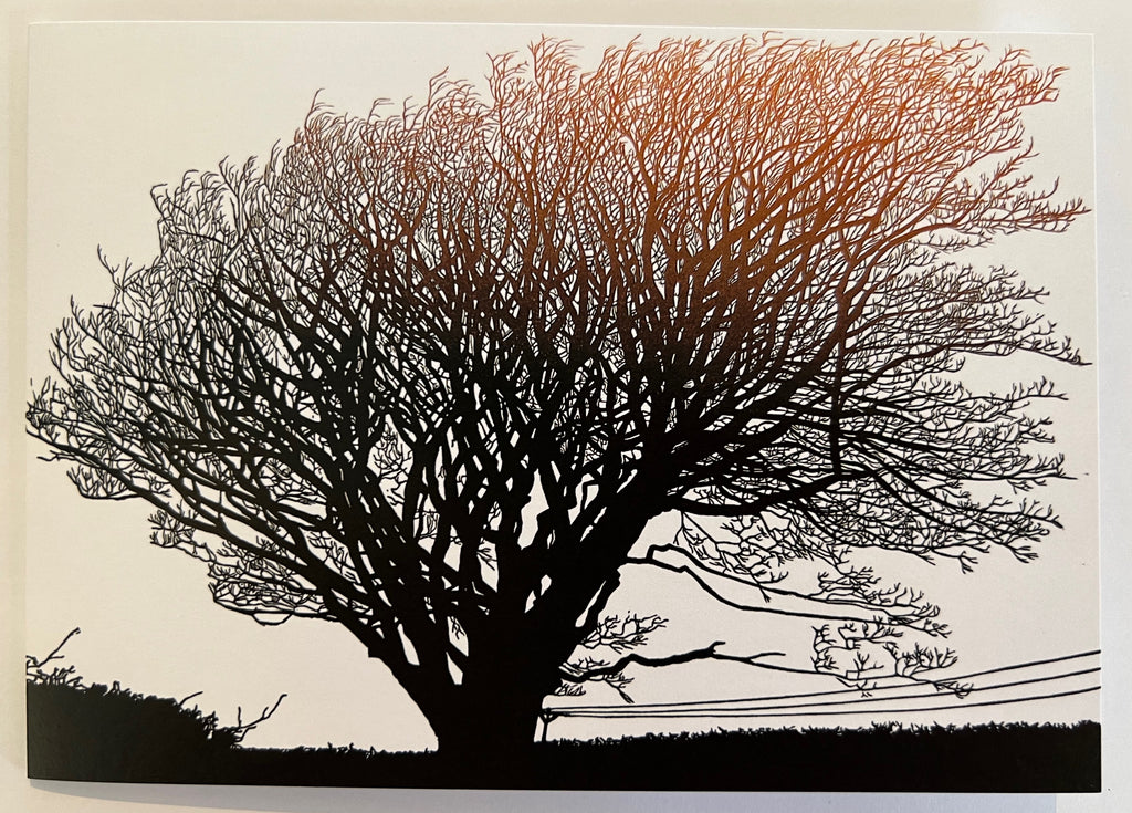 Beech