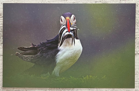 Puffin in the rain