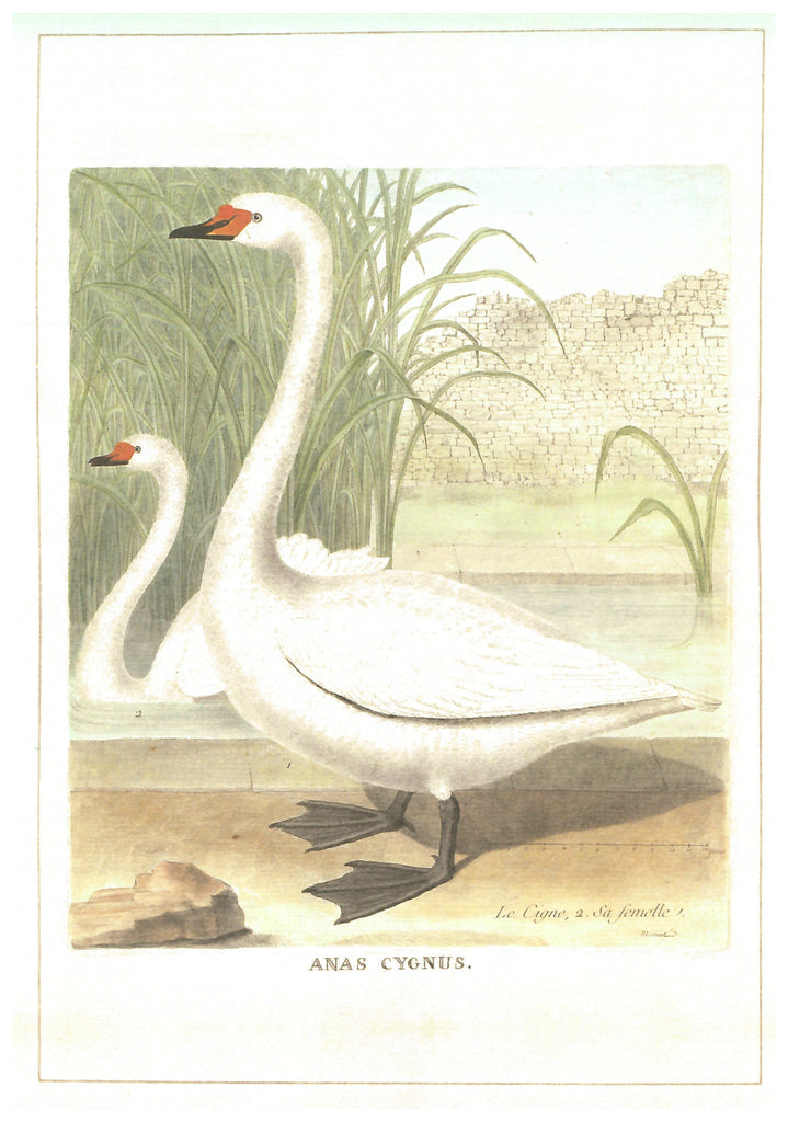 Swans