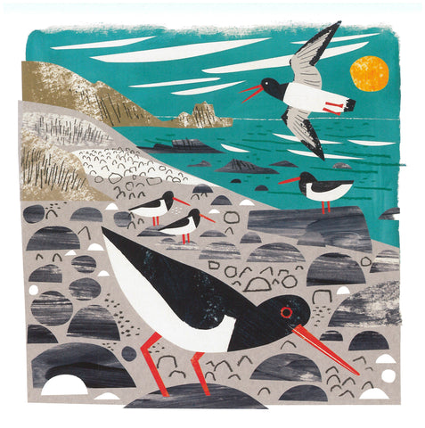 Oystercatchers