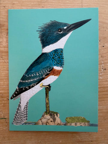 Belted Kingfisher