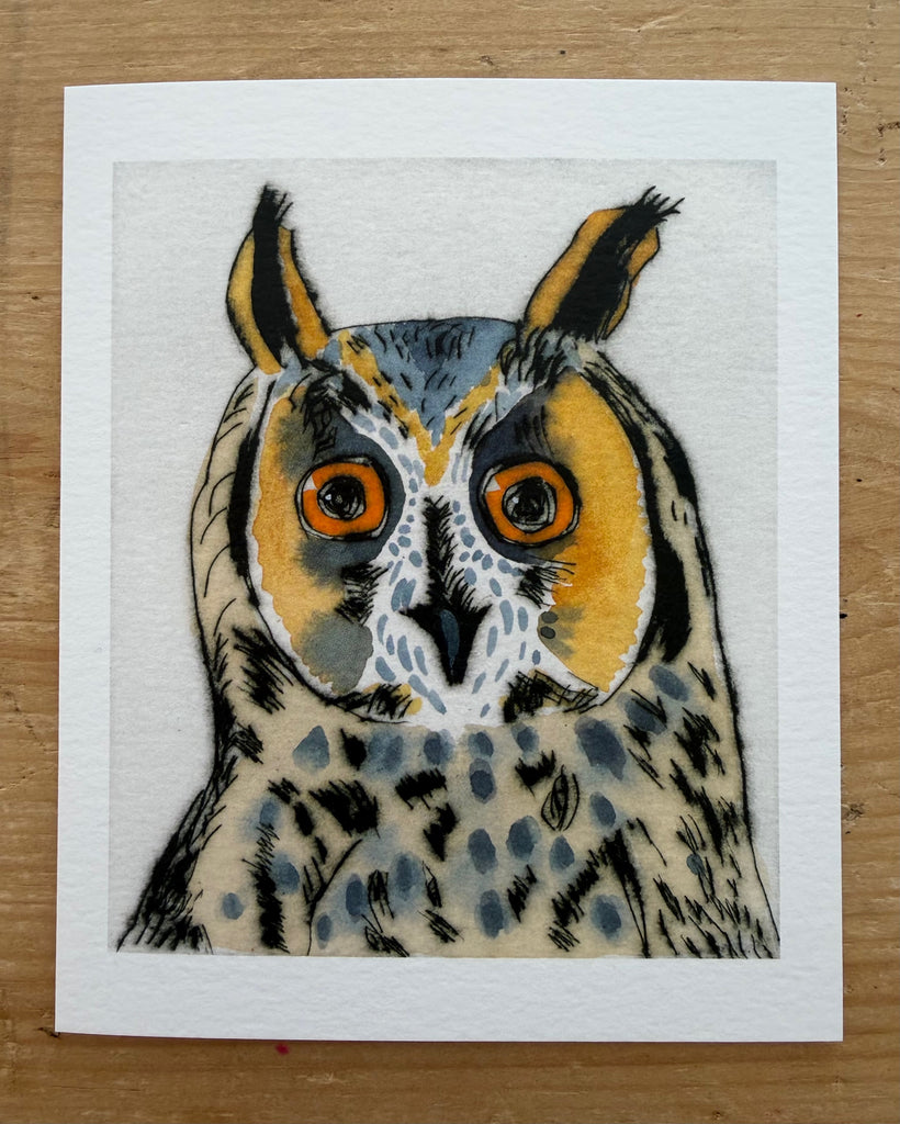 Long -eared Owl