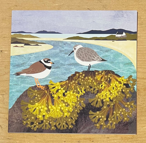 Ringed Plover and Dunlin with Bladderwrack