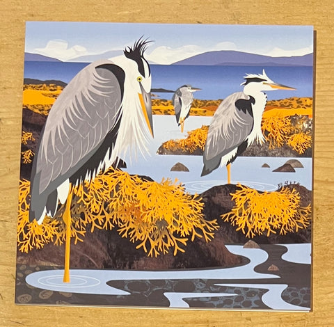 Herons in the Hebrides