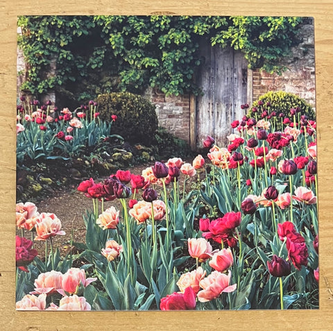 Garden Tulips