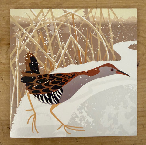 Water Rail and Frozen Pond