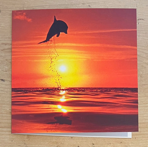 Bottlenose Dolphin