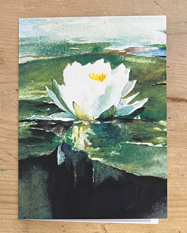 Water Lily in Sunlight