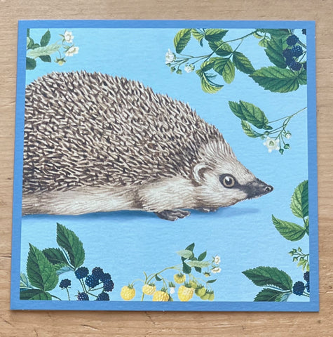 European Hedgehog