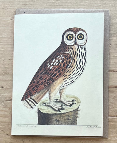 Great Brown Owl