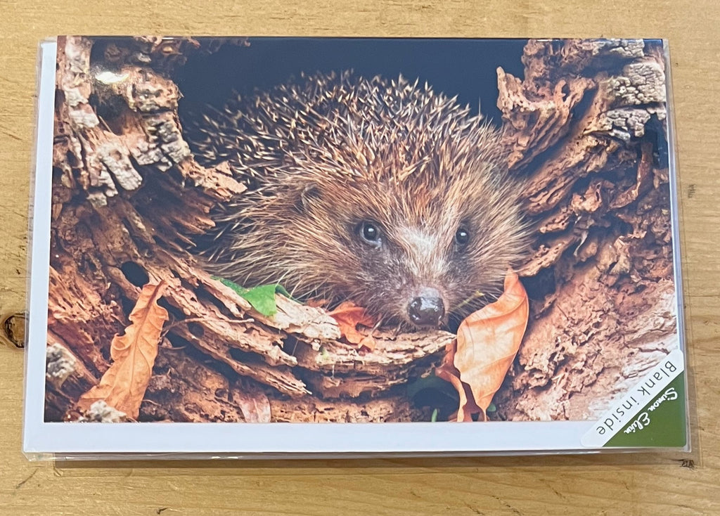 Happy Birthday - Hedgehog