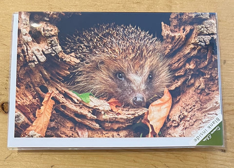 Happy Birthday - Hedgehog