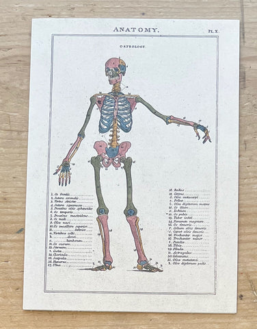 Osteology