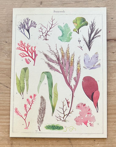 Seaweeds