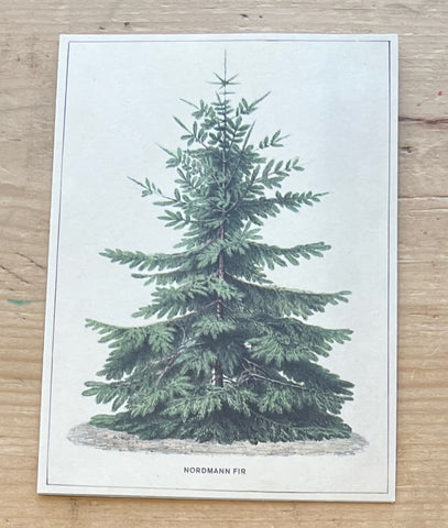 Nordman Fir