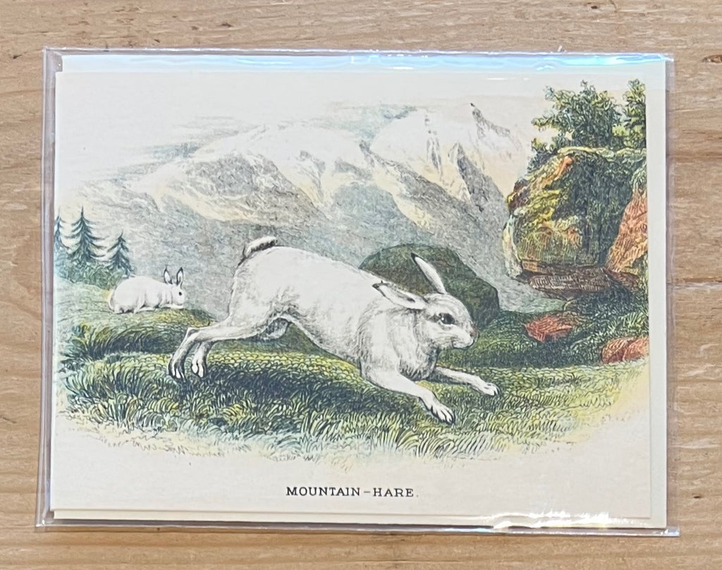 Mountain  Hare