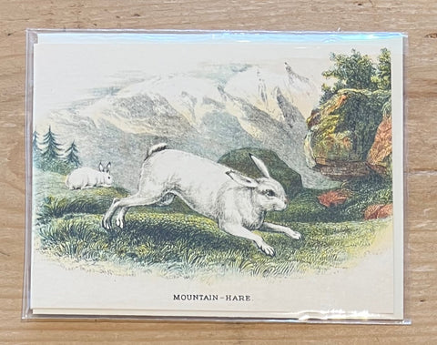 Mountain  Hare