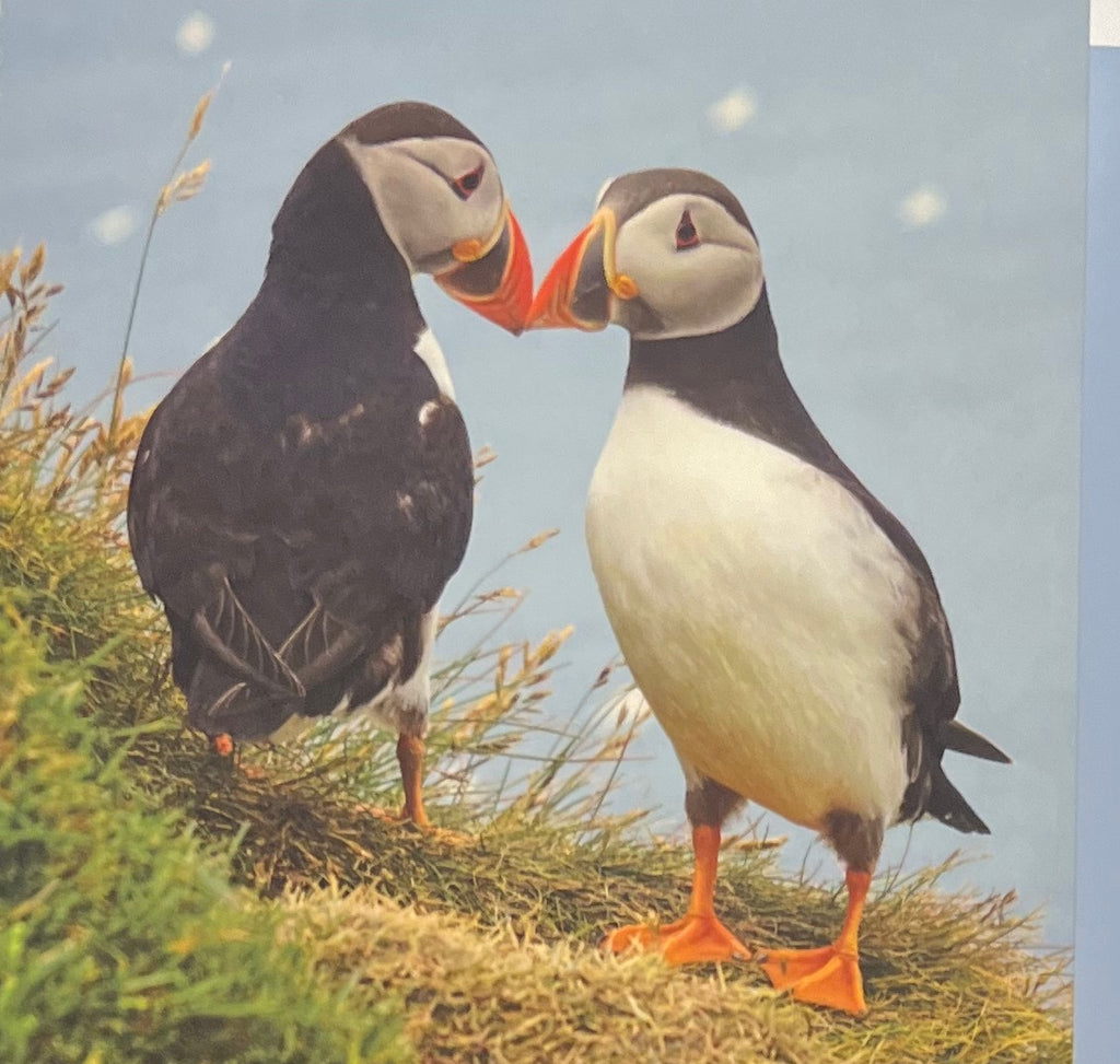 Atlantic Puffins