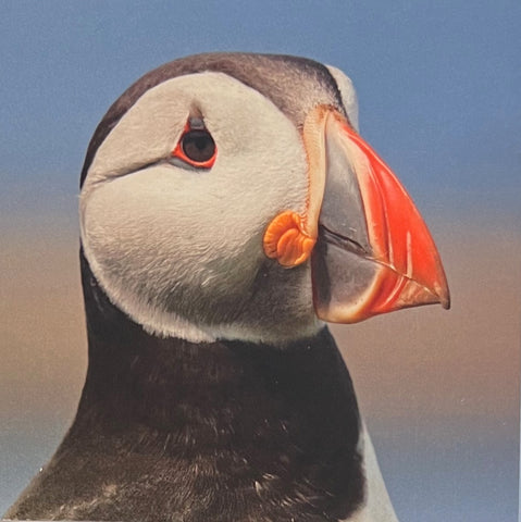 Atlantic Puffin