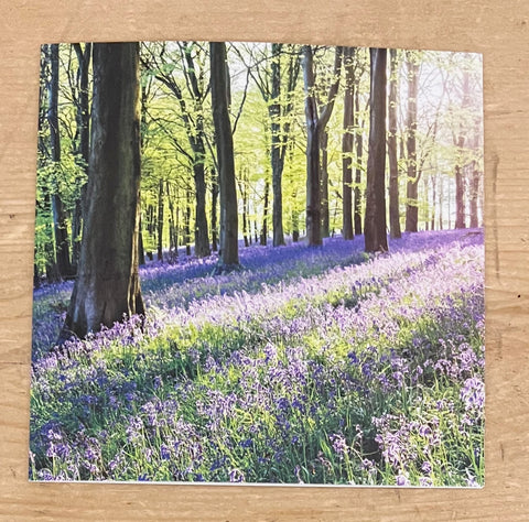 Bluebells