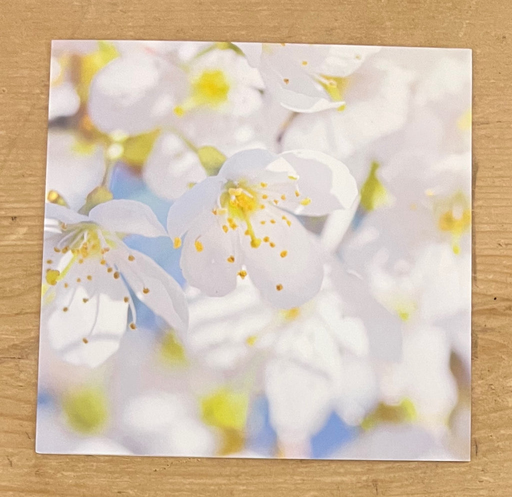 Blossom