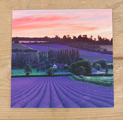 Lavender Fields