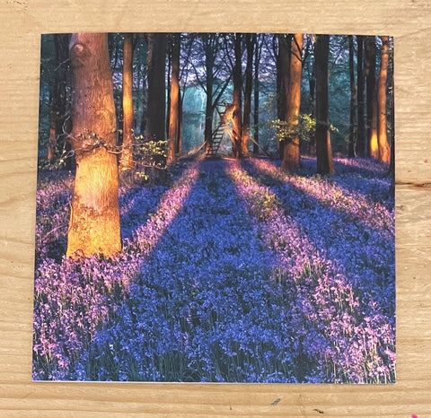 Bluebell Woods