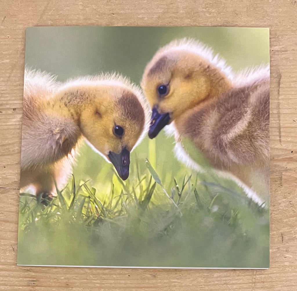 Ducklings
