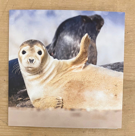 Waving Seal
