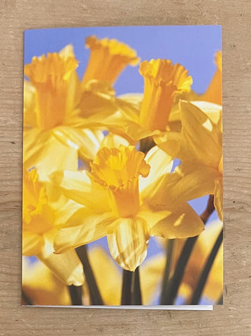 Daffodils