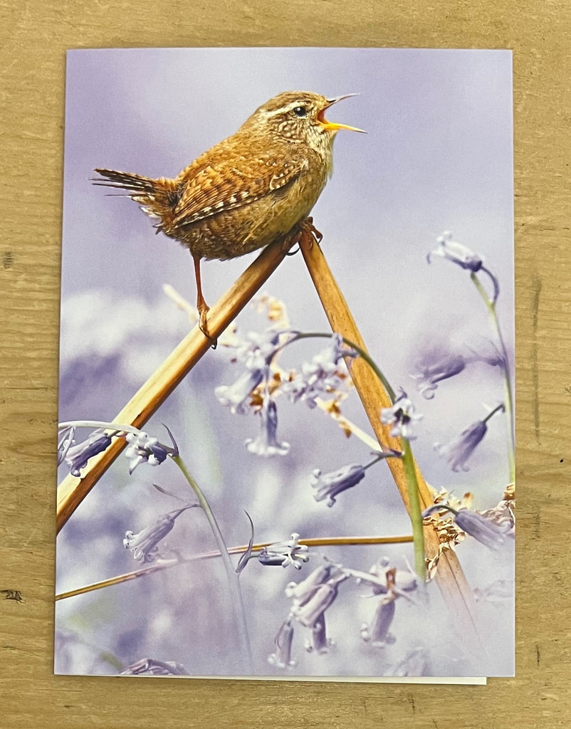Wren