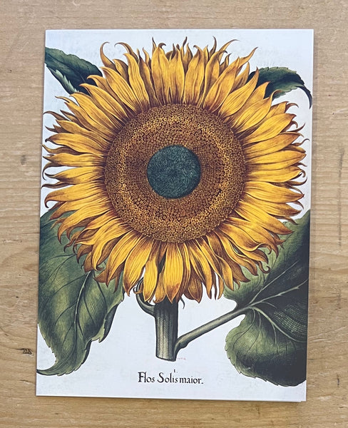 Sunflowers