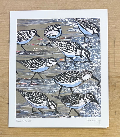 Sanderlings