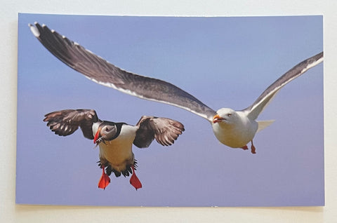 Puffin & Seagull