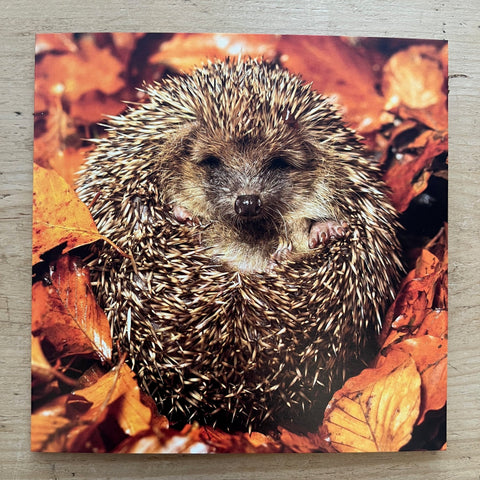 Cosy Hedgehog