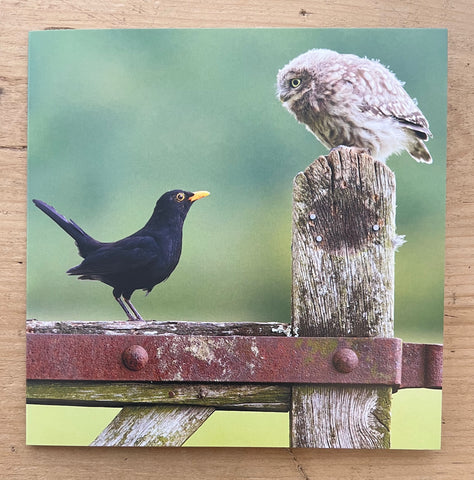 Owl meets Blackbird