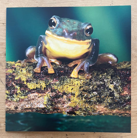 Green Tree Frog