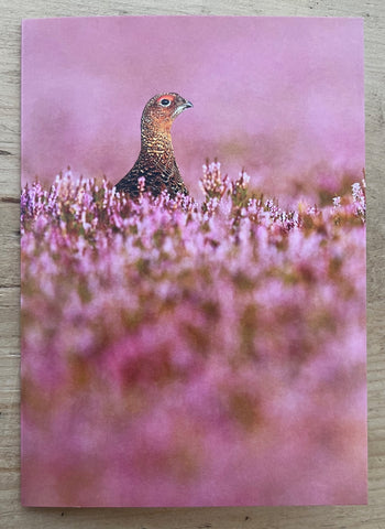 Red Grouse