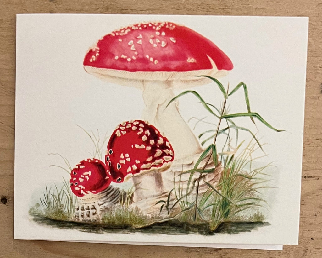 Woodland Mushrooms