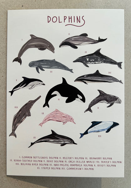 Dolphins