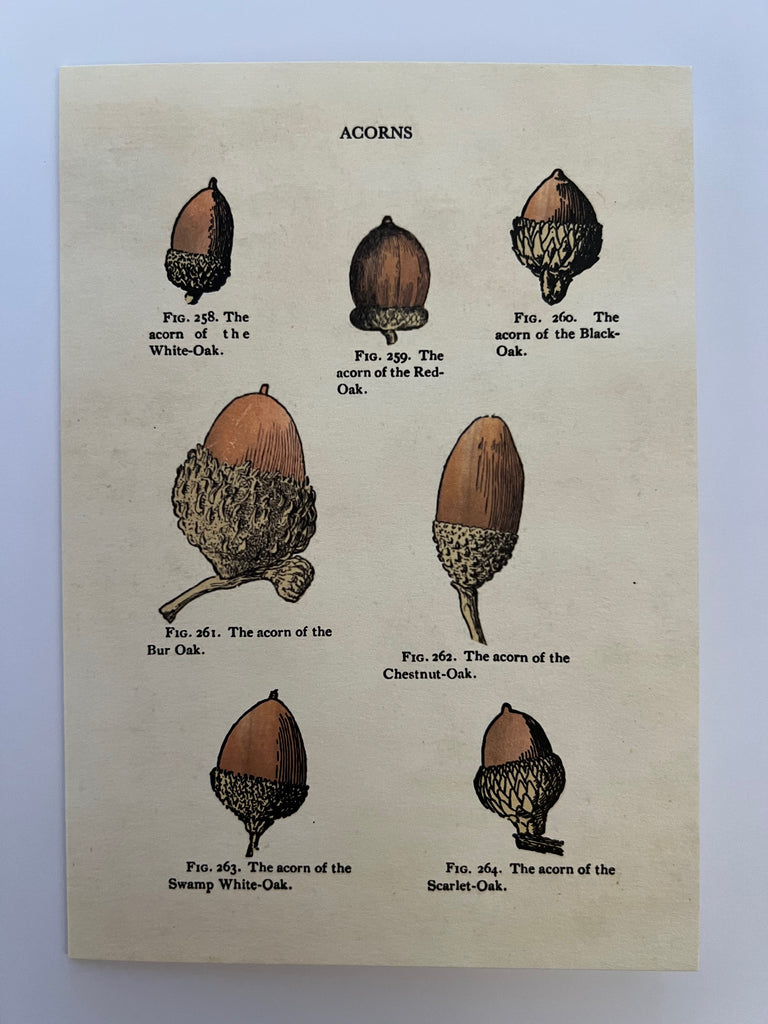 Acorns