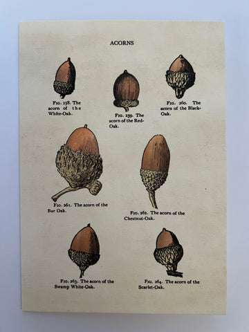 Acorns